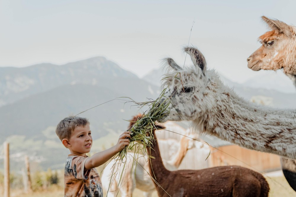 Alpaka-Wanderung und Füttern der Tiere. Ein Angebot vom Wanderhotel Höflehner im Haus in Ennstal.