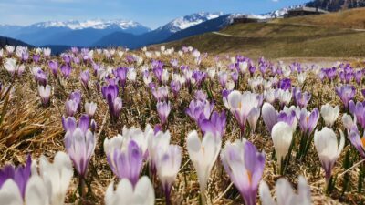 Crocuses in spring in the Ultental Valley - on the trail with the Unterpichl hiking hotel.© Natur pur Hotel Unterpichl