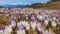Crocuses in spring in the Ultental Valley - on the trail with the Unterpichl hiking hotel.© Natur pur Hotel Unterpichl