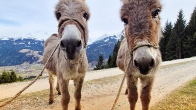 Hiking with donkeys – a unique family adventure in Tyrol, offered by the Wanderhotel Sonnalp.© Hotel Sonnalp