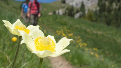 Hotel Trenker wandern