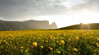 Artnatur Dolomites auf der Seiser Alm Artnatur Dolomites auf der Seiser Alm
