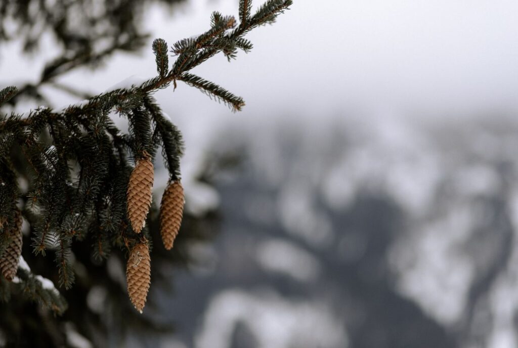 Tannenzapfen an einem Baum bei schlechtem Wetter im Winter