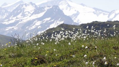 WildkogelWildkogel  WildkogelWildkogel