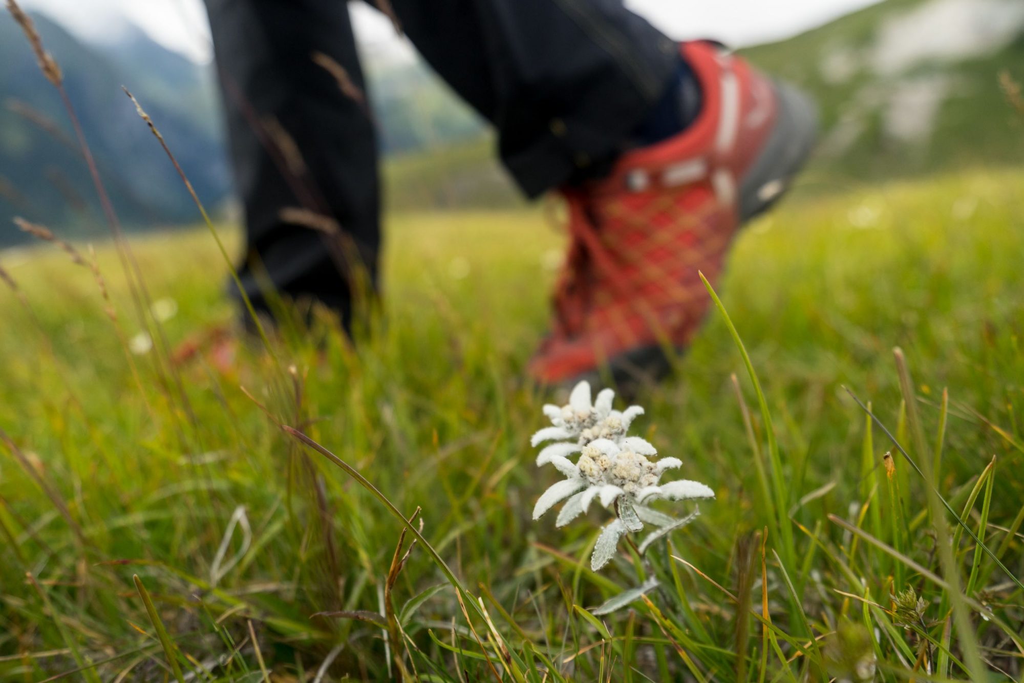 Gemütliche Wanderung zur Edelweißwiese