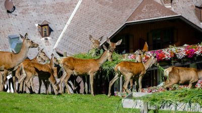 Das Gehege ist am Hang neben dem Hotel.Vater Reinhard beim Hirsche füttern im hauseigenen Gehege im Natur- und Wellnesshotel Höflehner Steiermark, Österreich; Das Gehege ist am Hang neben dem Hotel.Vater Reinhard beim Hirsche füttern im hauseigenen Gehege im Natur- und Wellnesshotel Höflehner Steiermark, Österreich;