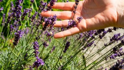 ...zahlreiche Pflanzen und Kräuter kennen.Naturpfad mit Chefin Katrin - Natur- und Wellnesshotel Höflehner Steiermark, Österreich; ...zahlreiche Pflanzen und Kräuter kennen.Naturpfad mit Chefin Katrin - Natur- und Wellnesshotel Höflehner Steiermark, Österreich;