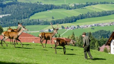 Seit über 30 Jahren betrieben die Höflehners eine eigene RotwildzuchtVater Reinhard beim Hirsche füttern im hauseigenen Gehege im Natur- und Wellnesshotel Höflehner Steiermark, Österreich; Seit über 30 Jahren betrieben die Höflehners eine eigene RotwildzuchtVater Reinhard beim Hirsche füttern im hauseigenen Gehege im Natur- und Wellnesshotel Höflehner Steiermark, Österreich;