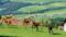 Seit über 30 Jahren betrieben die Höflehners eine eigene RotwildzuchtVater Reinhard beim Hirsche füttern im hauseigenen Gehege im Natur- und Wellnesshotel Höflehner Steiermark, Österreich;