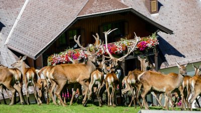 Vater Reinhard beim Hirsche füttern im hauseigenen Gehege im Natur- und Wellnesshotel Höflehner Steiermark, Österreich; Vater Reinhard beim Hirsche füttern im hauseigenen Gehege im Natur- und Wellnesshotel Höflehner Steiermark, Österreich;