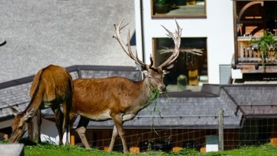 Vater Reinhard beim Hirsche füttern im hauseigenen Gehege im Natur- und Wellnesshotel Höflehner Steiermark, Österreich; Vater Reinhard beim Hirsche füttern im hauseigenen Gehege im Natur- und Wellnesshotel Höflehner Steiermark, Österreich;