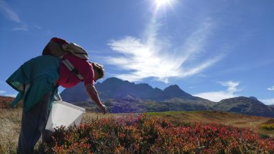 Beeren sammeln auf der AlpeWanderhotel Jägeralpe: Die Seniorchefin beim Preiselbeersammeln auf den Wiesen oberhalb des Hotels Beeren sammeln auf der AlpeWanderhotel Jägeralpe: Die Seniorchefin beim Preiselbeersammeln auf den Wiesen oberhalb des Hotels