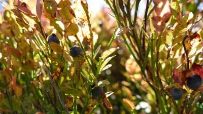 Beeren sammeln auf der AlpeWanderhotel Jägeralpe: Die Seniorchefin beim Preiselbeersammeln auf den Wiesen oberhalb des Hotels Beeren sammeln auf der AlpeWanderhotel Jägeralpe: Die Seniorchefin beim Preiselbeersammeln auf den Wiesen oberhalb des Hotels