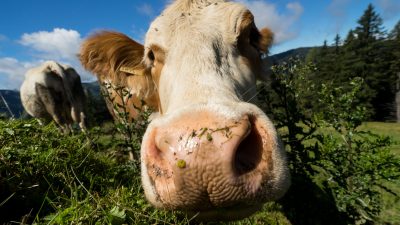 Kräuterwanderung mit SusiKräuterwanderung mit Susi vom Wanderhotel Schafhuber in Maria Alm - Hinterthal, Österreich Kräuterwanderung mit SusiKräuterwanderung mit Susi vom Wanderhotel Schafhuber in Maria Alm - Hinterthal, Österreich
