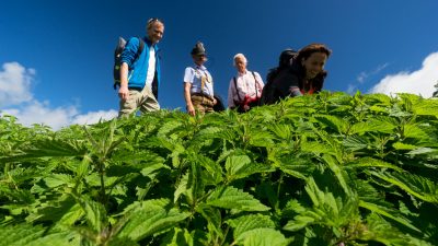 Kräuterwanderung mit SusiKräuterwanderung mit Susi vom Wanderhotel Schafhuber in Maria Alm - Hinterthal, Österreich Kräuterwanderung mit SusiKräuterwanderung mit Susi vom Wanderhotel Schafhuber in Maria Alm - Hinterthal, Österreich