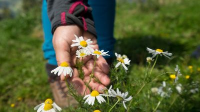 Kräuterwanderung mit SusiKräuterwanderung mit Susi vom Wanderhotel Schafhuber in Maria Alm - Hinterthal, Österreich Kräuterwanderung mit SusiKräuterwanderung mit Susi vom Wanderhotel Schafhuber in Maria Alm - Hinterthal, Österreich