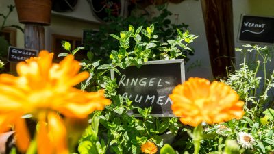 KräutergartenKräuteralm/ Kräuterwanderung mit Susi vom Wanderhotel Schafhuber in Maria Alm - Hinterthal, Österreich KräutergartenKräuteralm/ Kräuterwanderung mit Susi vom Wanderhotel Schafhuber in Maria Alm - Hinterthal, Österreich