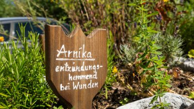 Arnika im KräutergartenWanderhotel Schafhuber in Maria Alm - Hinterthal, Österreich Arnika im KräutergartenWanderhotel Schafhuber in Maria Alm - Hinterthal, Österreich