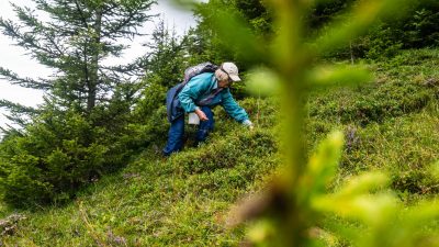 Moosbeeren sammeln für MoosbeernockerlnMoosbeeren sammeln für Moosbeernockerln Hotel Glemmtalerhof in Saalbach Hinterglemm, Österreich; Wanderhotels Moosbeeren sammeln für MoosbeernockerlnMoosbeeren sammeln für Moosbeernockerln Hotel Glemmtalerhof in Saalbach Hinterglemm, Österreich; Wanderhotels