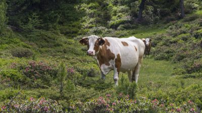 Italien Suetirol Trentino Alto Adige Pustertal Ahrntal Sand in Taufers Campo Tures Wander- und Wellnesshotel Drumlerhof