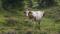 Italien Suetirol Trentino Alto Adige Pustertal Ahrntal Sand in Taufers Campo Tures Wander- und Wellnesshotel Drumlerhof