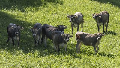 Italien Suetirol Trentino Alto Adige Pustertal Ahrntal Sand in Taufers Campo Tures Wander- und Wellnesshotel Drumlerhof Biogarten Bio