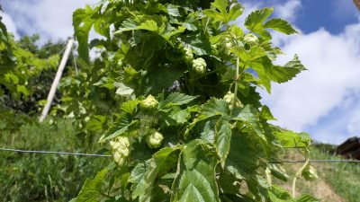 Das eigene Bier aus der eigenen Brauerei – mit Hopfen aus dem eigenen Garten © Stefan HerbkeHotel Interski: eigene Brauerei und eigener Hopfen im Garten