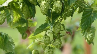 Das eigene Bier aus der eigenen Brauerei – mit Hopfen aus dem eigenen Garten © Stefan HerbkeHotel Interski: eigene Brauerei und eigener Hopfen im Garten