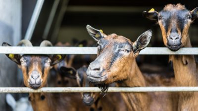Ziegen auf dem Unteroltlhof Ziegen auf dem Unteroltlhof