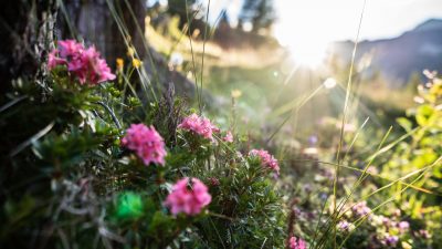 Wanderung auf die Alm Wanderung auf die Alm