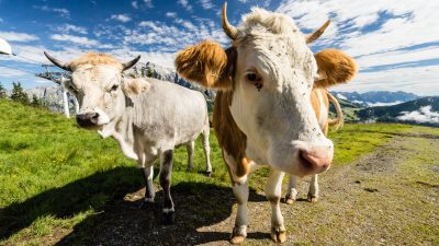 Wanderung zum SchneebergWanderung zum Schneeberg Wanderung zum SchneebergWanderung zum Schneeberg