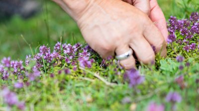 Kräuterwanderung mit Barbara vom Vital-Hotel PostKräuterwanderung mit Barbara vom Vital-Hotel Post Kräuterwanderung mit Barbara vom Vital-Hotel PostKräuterwanderung mit Barbara vom Vital-Hotel Post