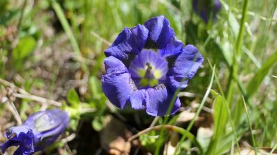 Blume im GroßarltalHotel Alte Post: Wanderung zur Saukaralm Blume im GroßarltalHotel Alte Post: Wanderung zur Saukaralm