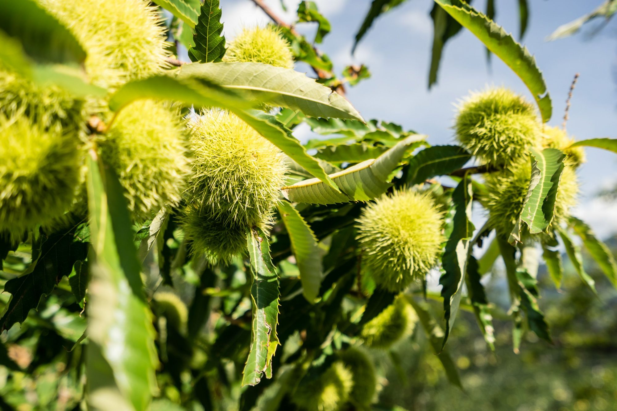 Kastanien im Garten