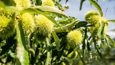 Kastanienbaum am ZirmerhofKastanienbaum am Zirmerhof Kastanienbaum am ZirmerhofKastanienbaum am Zirmerhof