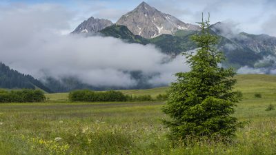 Oesterreich Austria Tirol Tannheimer Tal Graen Wanderhotel HOTEL LUMBERGER HOF Allgaeuer Alpen Wiese Oesterreich Austria Tirol Tannheimer Tal Graen Wanderhotel HOTEL LUMBERGER HOF Allgaeuer Alpen Wiese