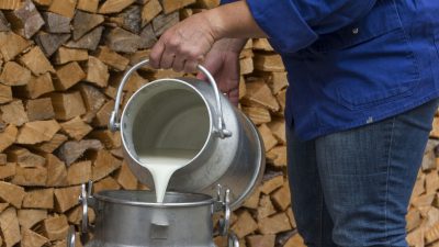 Oesterreich Austria Tirol Tannheimer Tal Graen Wanderhotel HOTEL LUMBERGER HOF Milch holen Schofenbauer Oesterreich Austria Tirol Tannheimer Tal Graen Wanderhotel HOTEL LUMBERGER HOF Milch holen Schofenbauer