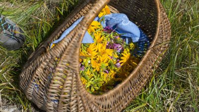 Italien Suedtirol Trentino Alto Adige Ulten Tal Ulten Val d'Ultimo St. Nikolaus Erlebnishotel Waltershof Schwemmalm Oma Evi beim Kraeuter sammeln Italien Suedtirol Trentino Alto Adige Ulten Tal Ulten Val d'Ultimo St. Nikolaus Erlebnishotel Waltershof Schwemmalm Oma Evi beim Kraeuter sammeln