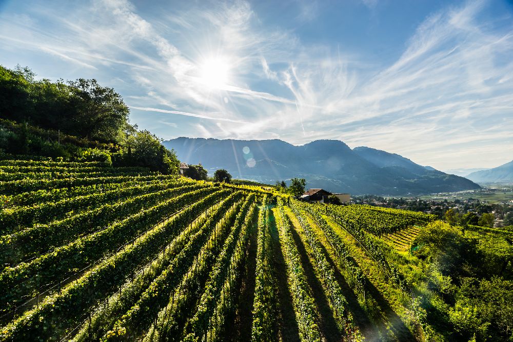 Weinberge rund um Hotel Zirmerhof in Südtirol