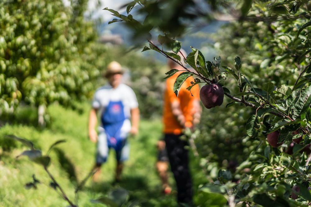 In einer Südtiroler Apfelplantage