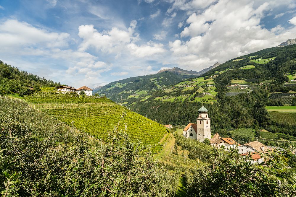 Weinberge rund um Hotel Zirmerhof in Südtirol
