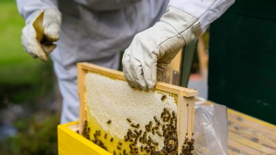 Den Bienenhonig aus der hauseigenen Imkerei gibt es zum FrühstückDen Bienenhonig aus der hauseigenen Imkerei gibt es zum Frühstück Den Bienenhonig aus der hauseigenen Imkerei gibt es zum FrühstückDen Bienenhonig aus der hauseigenen Imkerei gibt es zum Frühstück