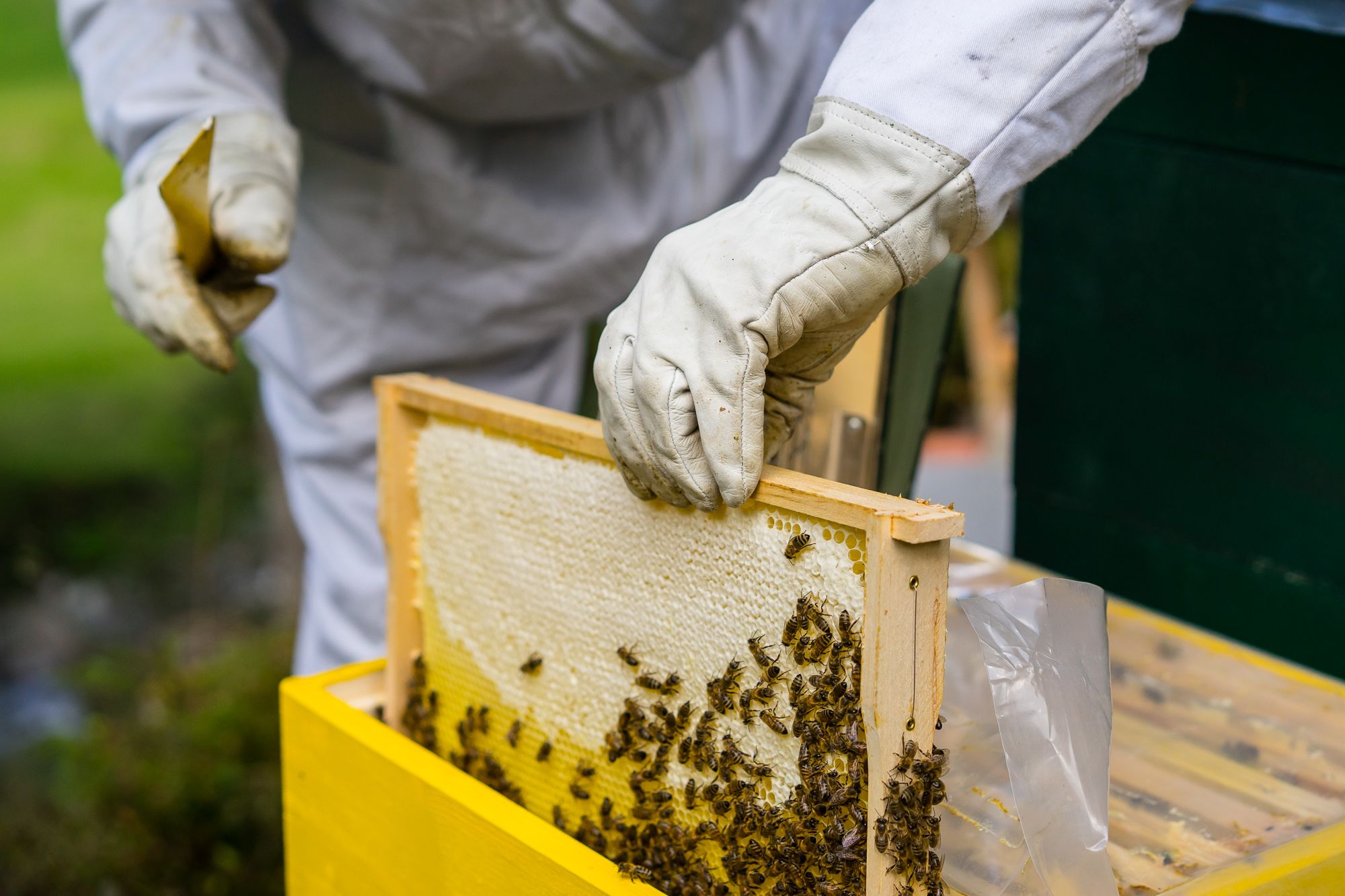 Fleißig, diese Bienen