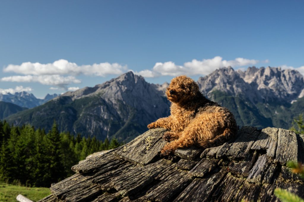 Wandern mit Hund Wanderhotels