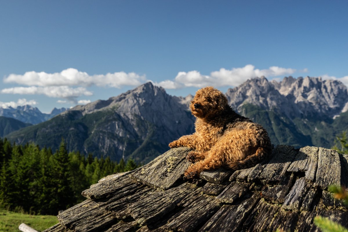 Die hundefreundlichsten Hotels zum Wandern mit Hund in den Alpen