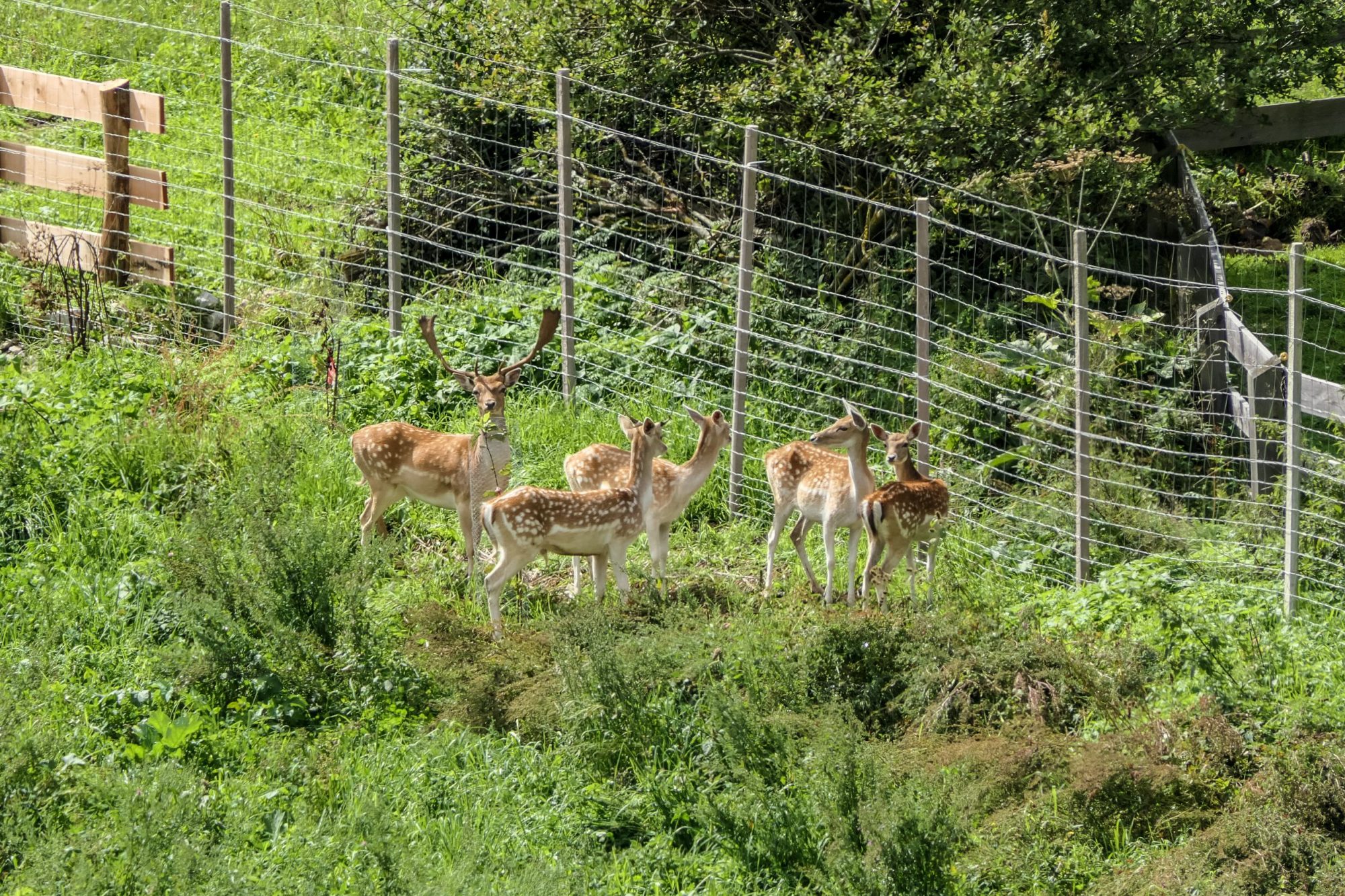 Das Wildgehege im Hotel Trenker