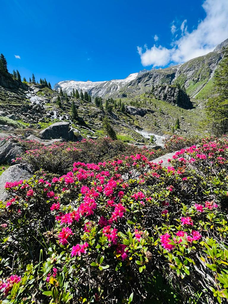 Pink blühender Almrausch im Nationalpark Hohe Tauern