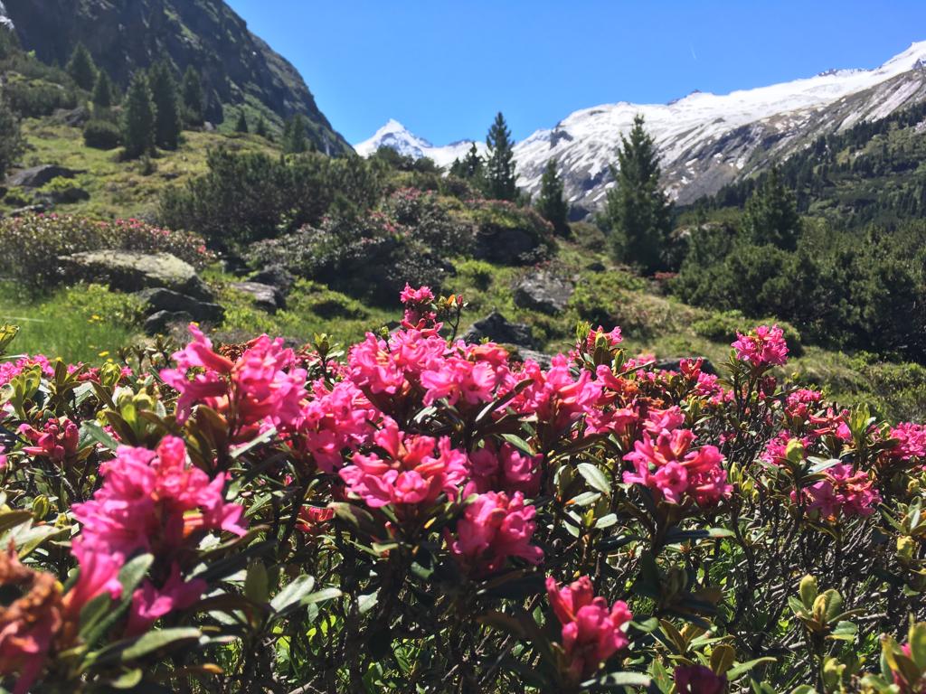 Pink blühender Almrausch vor grünen Almwiesen und blauem Himmel im Nationalpark Hohe Tauern