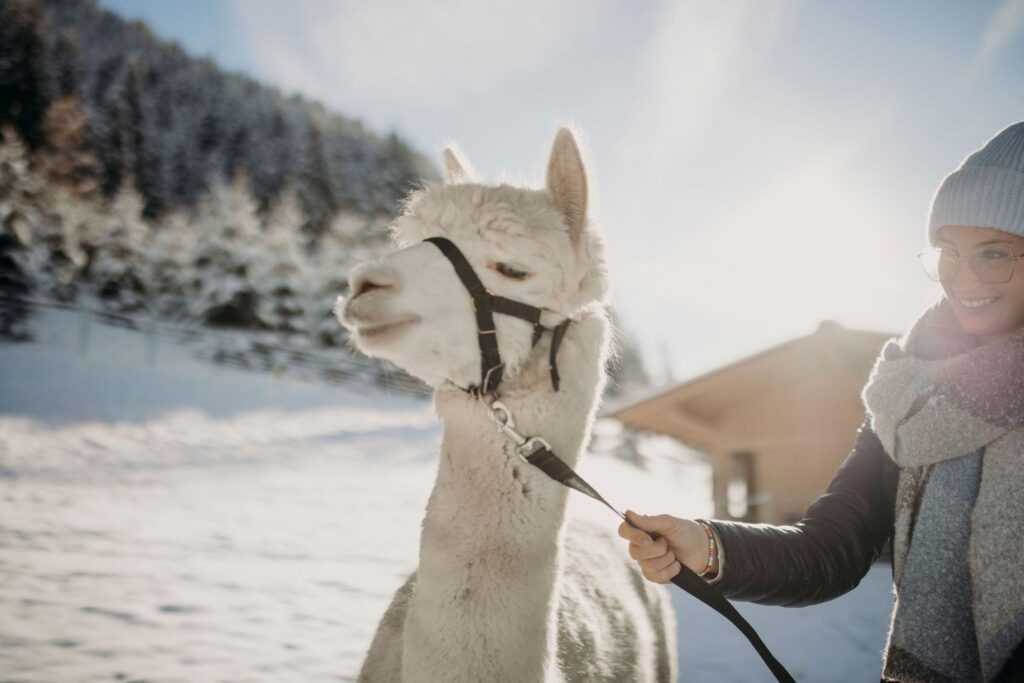 Frau führt ein Alpaka in der Hand im Hintergrund ist eine Winterlandschaft.