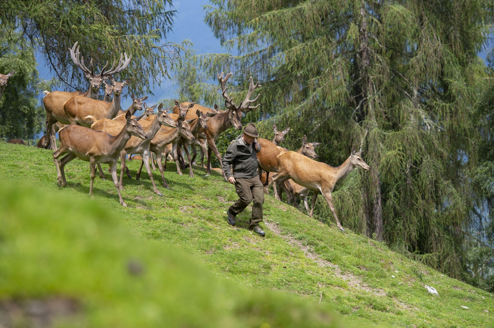 Das Wildgehege im Hotel Höflehner